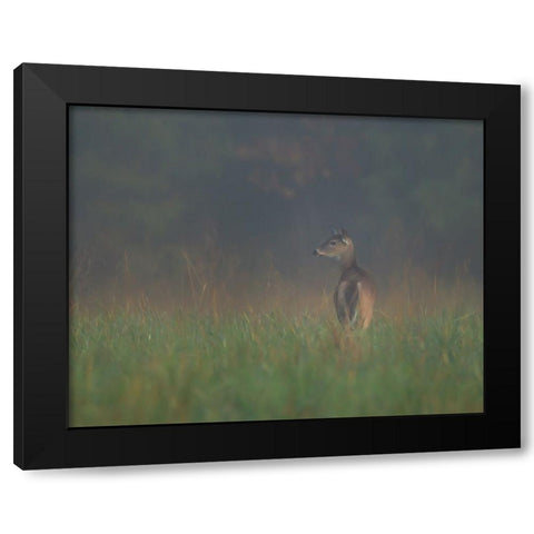 Cades Cove Doe Black Modern Wood Framed Art Print by Galloimages Online