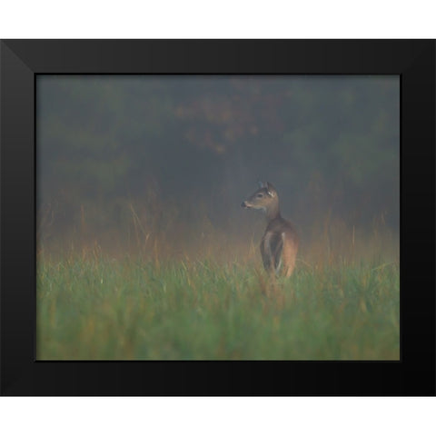 Cades Cove Doe Black Modern Wood Framed Art Print by Galloimages Online
