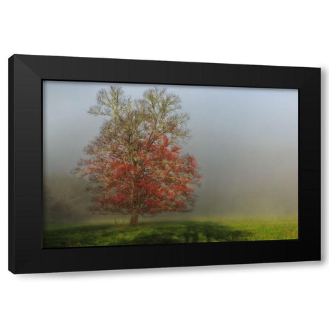 Cades Cove Tree Black Modern Wood Framed Art Print by Galloimages Online