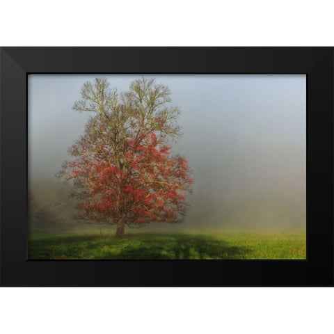 Cades Cove Tree Black Modern Wood Framed Art Print by Galloimages Online