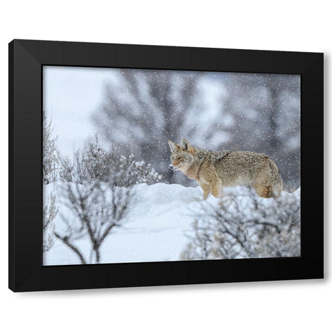 Coyote In Snow Black Modern Wood Framed Art Print by Galloimages Online