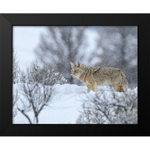 Coyote In Snow Black Modern Wood Framed Art Print by Galloimages Online