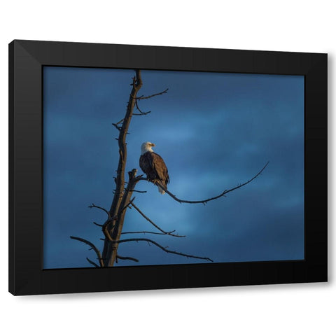 Eagle In (YNP) Black Modern Wood Framed Art Print with Double Matting by Galloimages Online