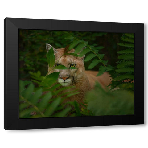 Eyes Of The Forest Ghost Black Modern Wood Framed Art Print with Double Matting by Galloimages Online