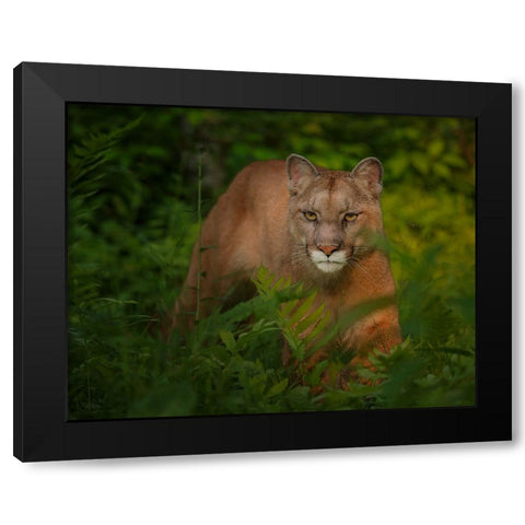 Focused Black Modern Wood Framed Art Print by Galloimages Online