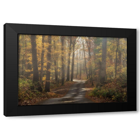 Foggy Forest Black Modern Wood Framed Art Print with Double Matting by Galloimages Online
