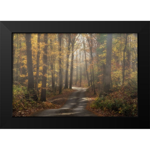 Foggy Forest Black Modern Wood Framed Art Print by Galloimages Online
