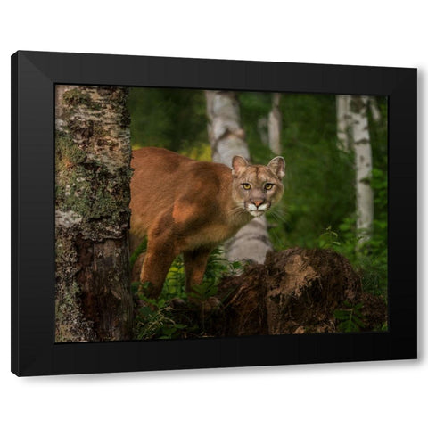 Inquistive Mountain Lion Black Modern Wood Framed Art Print with Double Matting by Galloimages Online