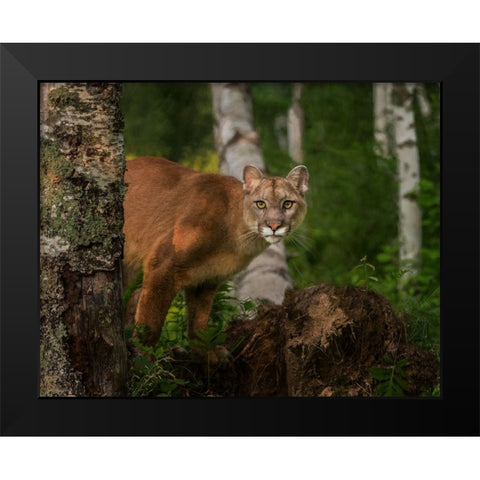Inquistive Mountain Lion Black Modern Wood Framed Art Print by Galloimages Online