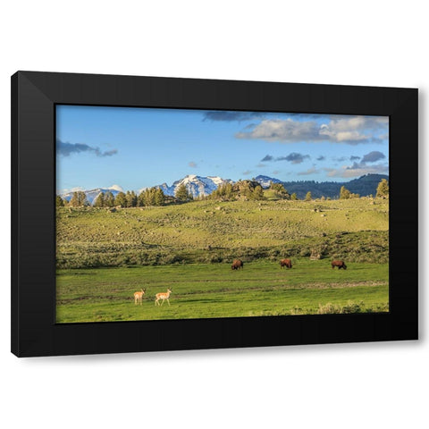 Lamar Valley - Pronghorn And Bison Black Modern Wood Framed Art Print with Double Matting by Galloimages Online