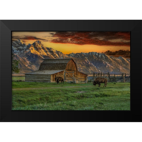Moulton Barn At Sunrise With Bison Black Modern Wood Framed Art Print by Galloimages Online