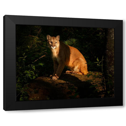 Mountain Lion At Sunrise Black Modern Wood Framed Art Print by Galloimages Online
