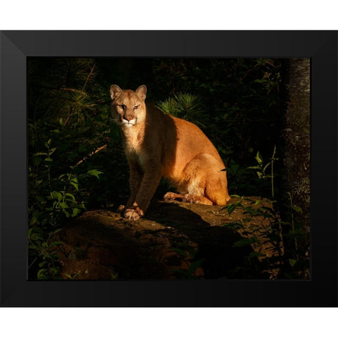 Mountain Lion At Sunrise Black Modern Wood Framed Art Print by Galloimages Online