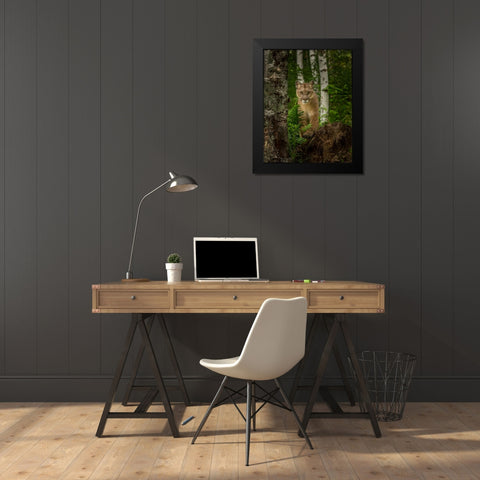 Mountain Lion Forest Pose Black Modern Wood Framed Art Print by Galloimages Online