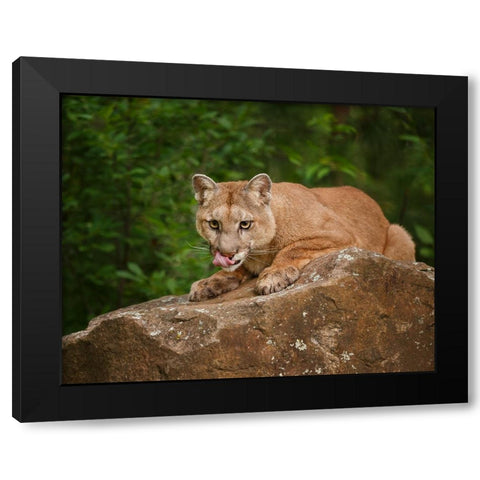 Mountain Lion Lunch Black Modern Wood Framed Art Print by Galloimages Online