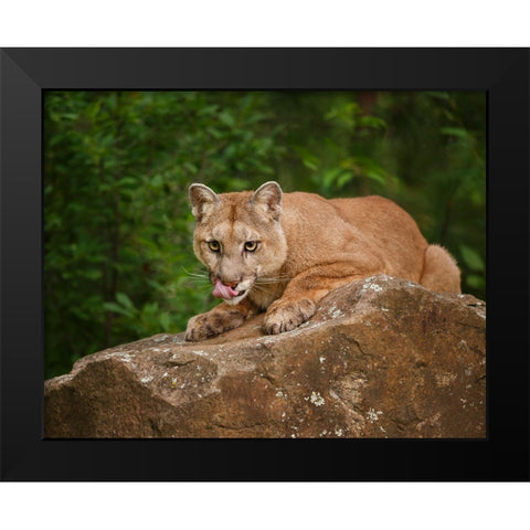 Mountain Lion Lunch Black Modern Wood Framed Art Print by Galloimages Online