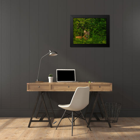 Mountain Lion Lurks In Bush Black Modern Wood Framed Art Print by Galloimages Online