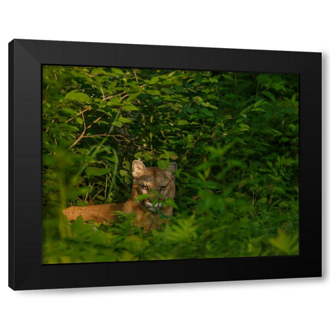 Mountain Lion Lurks In Bush Black Modern Wood Framed Art Print with Double Matting by Galloimages Online