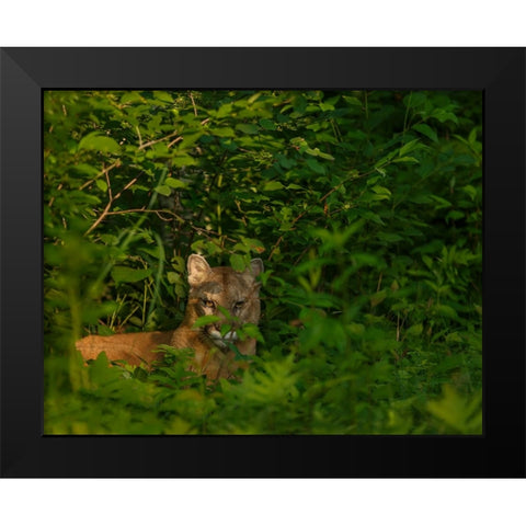 Mountain Lion Lurks In Bush Black Modern Wood Framed Art Print by Galloimages Online