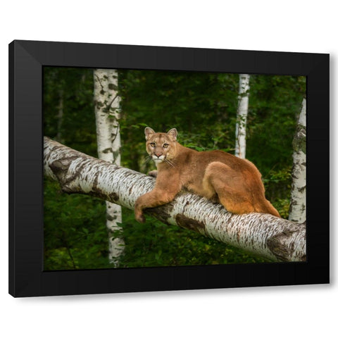 Mountain Lion On Forest Log Black Modern Wood Framed Art Print by Galloimages Online