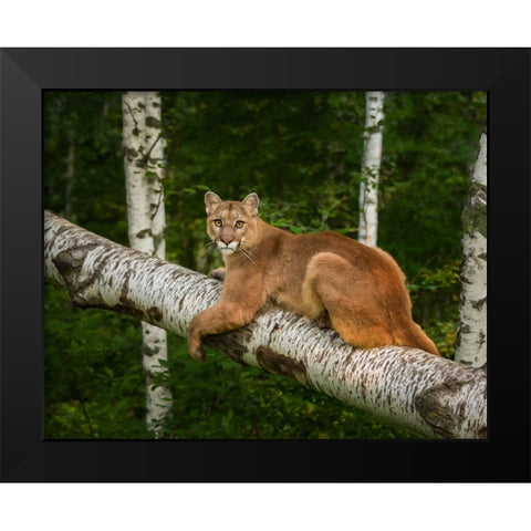 Mountain Lion On Forest Log Black Modern Wood Framed Art Print by Galloimages Online
