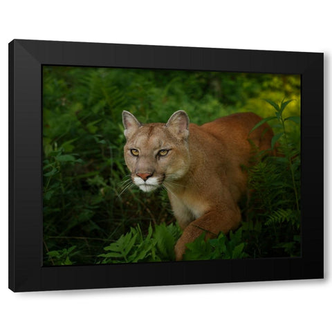 Mountain Lion On The Prowl Black Modern Wood Framed Art Print by Galloimages Online