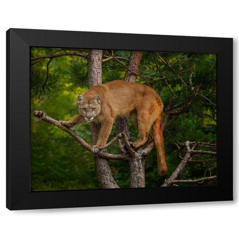Mountain Lion Stare Black Modern Wood Framed Art Print by Galloimages Online