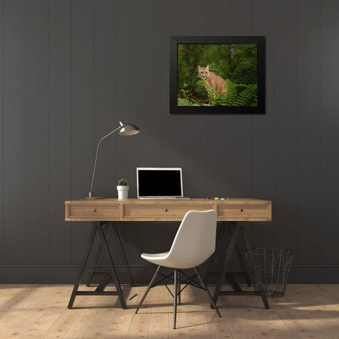 Mountain Lion With Ferns Black Modern Wood Framed Art Print by Galloimages Online