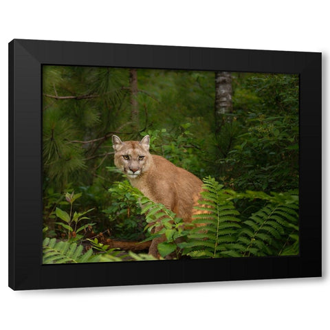 Mountain Lion With Ferns Black Modern Wood Framed Art Print with Double Matting by Galloimages Online
