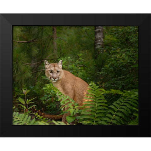 Mountain Lion With Ferns Black Modern Wood Framed Art Print by Galloimages Online