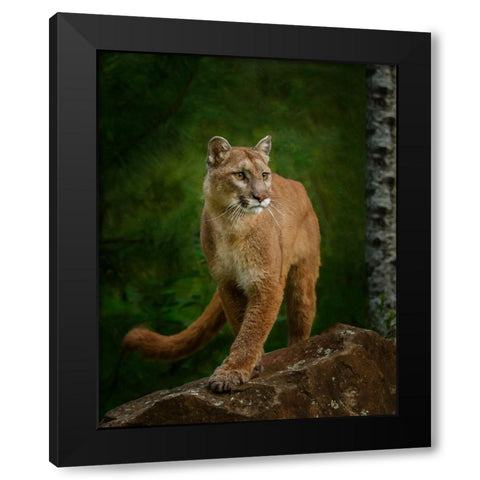 Proud Mountain Lion 2 Black Modern Wood Framed Art Print with Double Matting by Galloimages Online