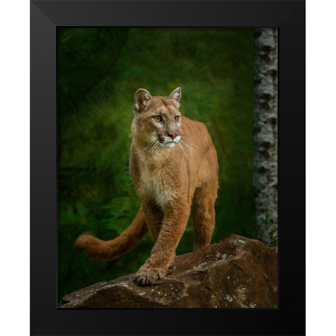 Proud Mountain Lion 2 Black Modern Wood Framed Art Print by Galloimages Online