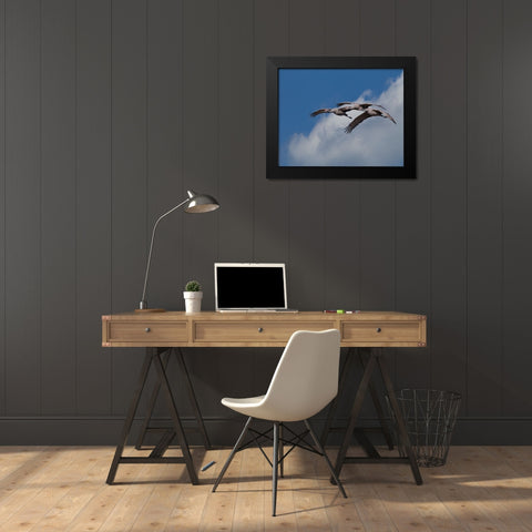 Sandhill Crane 3 Oil Paint Black Modern Wood Framed Art Print by Galloimages Online