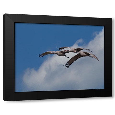 Sandhill Crane 3 Oil Paint Black Modern Wood Framed Art Print with Double Matting by Galloimages Online