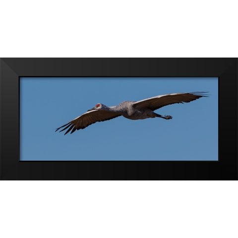 Sandhill Crane In Flight Black Modern Wood Framed Art Print by Galloimages Online