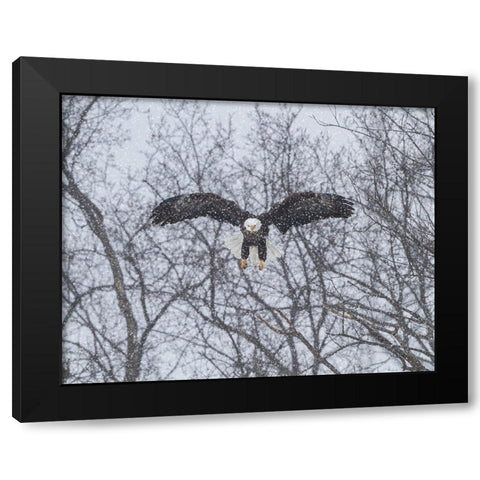 Snowy Eagle Black Modern Wood Framed Art Print by Galloimages Online