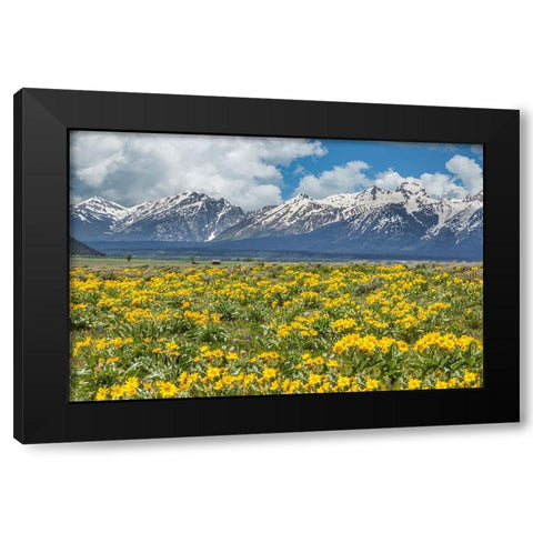 Wild Flowers With Mountains (YNP) Black Modern Wood Framed Art Print by Galloimages Online