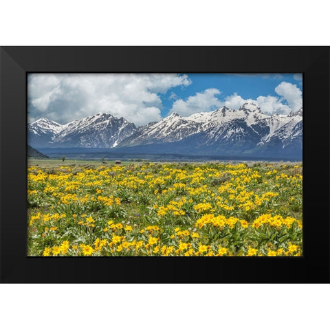Wild Flowers With Mountains (YNP) Black Modern Wood Framed Art Print by Galloimages Online