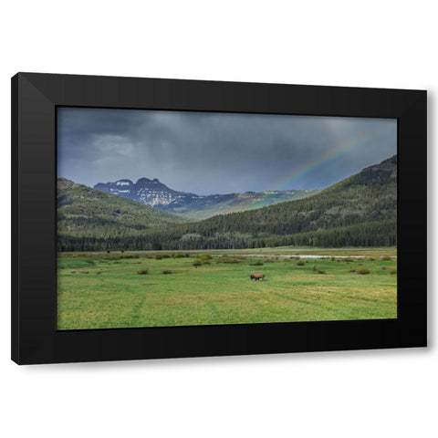 Yellowstone Bison With Rainbow Black Modern Wood Framed Art Print by Galloimages Online