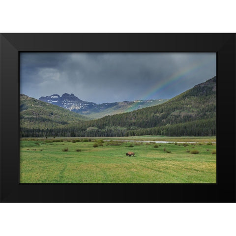 Yellowstone Bison With Rainbow Black Modern Wood Framed Art Print by Galloimages Online