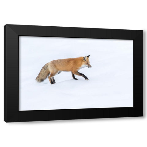 Red Fox 6 Black Modern Wood Framed Art Print by Galloimages Online