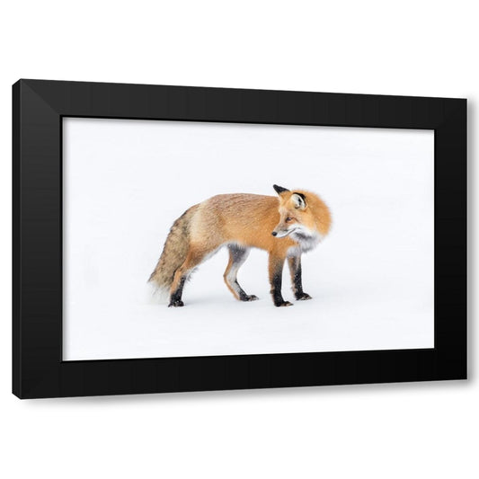 Red Fox Look Back Snow Black Modern Wood Framed Art Print by Galloimages Online