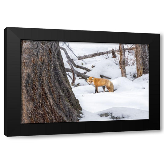 Winter Warrior Black Modern Wood Framed Art Print by Galloimages Online