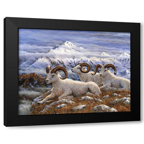Denali Rams Black Modern Wood Framed Art Print with Double Matting by Tift, Jeff