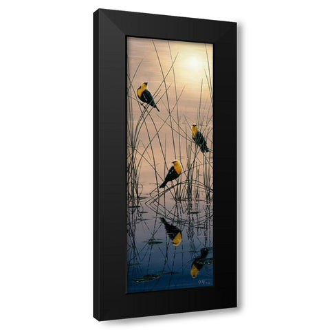 Morning Call - Yellow Headed Blackbirds Black Modern Wood Framed Art Print with Double Matting by Tift, Jeff