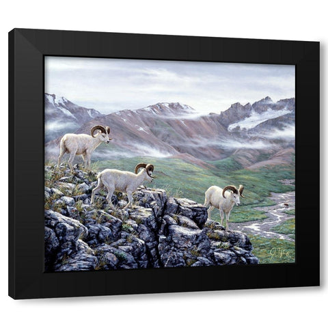 Dall Sheep At Denali Black Modern Wood Framed Art Print with Double Matting by Tift, Jeff