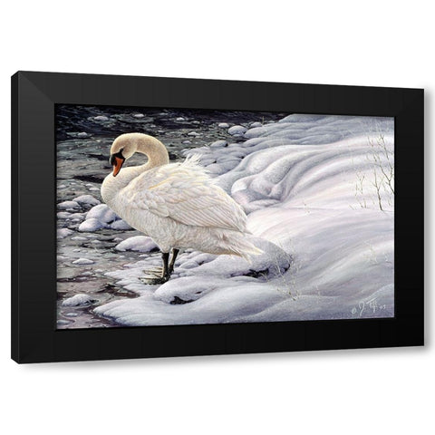 Edge Of Light - Mute Swan Black Modern Wood Framed Art Print with Double Matting by Tift, Jeff