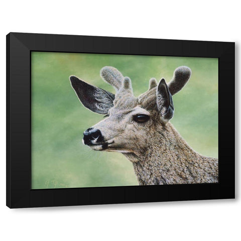 Mule Deer In Velvet Black Modern Wood Framed Art Print with Double Matting by Tift, Jeff
