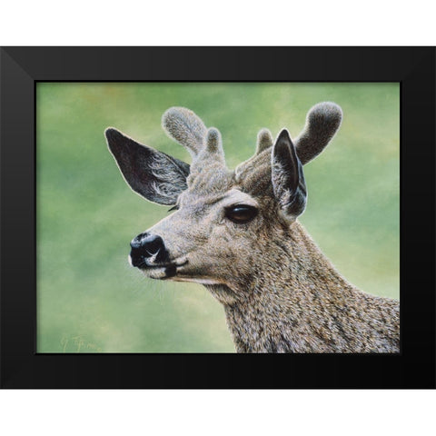 Mule Deer In Velvet Black Modern Wood Framed Art Print by Tift, Jeff