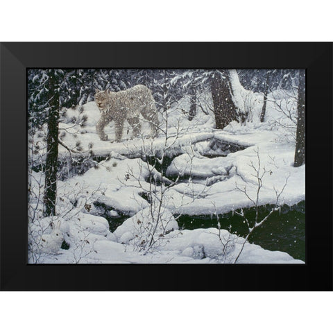 Canadian Lynx And Snowshoe Hare Black Modern Wood Framed Art Print by Tift, Jeff